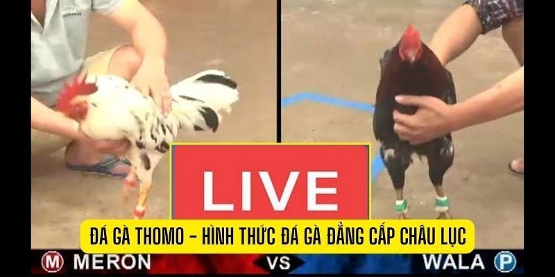 Chi tiết cách theo dõi miễn phí chọi kê trực tiếp