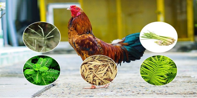 Cách nuôi gà đá hiệu quả với từng chế độ 