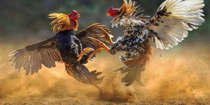 Chọn đúng khung giờ trực tiếp đá gà Thomo