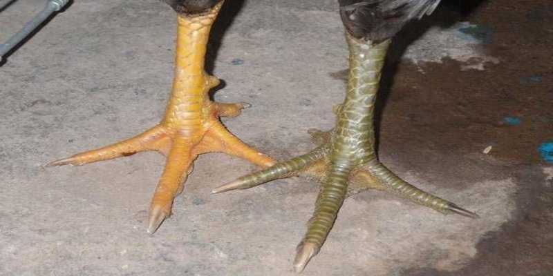 Đôi nét cần nắm về vảy gà phủ địa