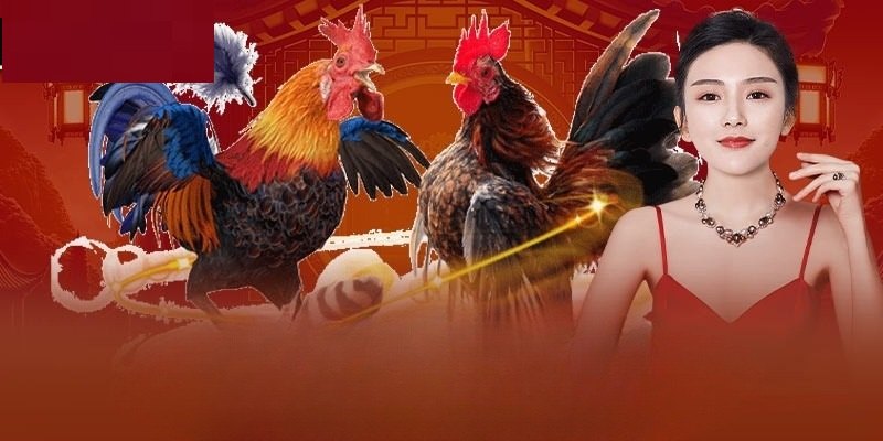 Đá Gà Thomo Trực Tiếp BCX88 – Trải Nghiệm Cược Đỉnh Cao