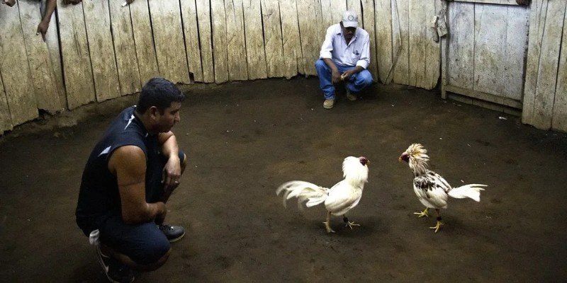 Trường gà savan sở hữu gà chiến có chất lượng