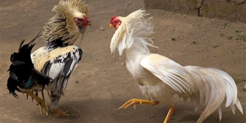 Đá gà trực tiếp