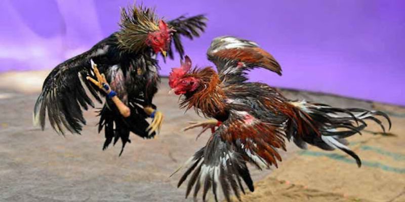 Trực tiếp đá gà Thomo