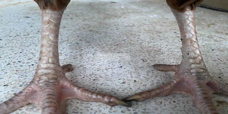 Vảy gà phủ địa